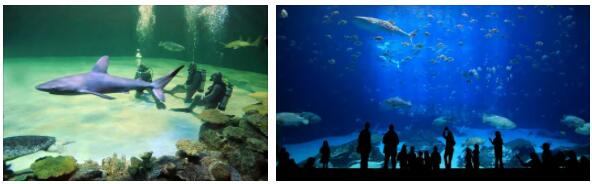Oceanarium Shark Reef, Las Vegas
